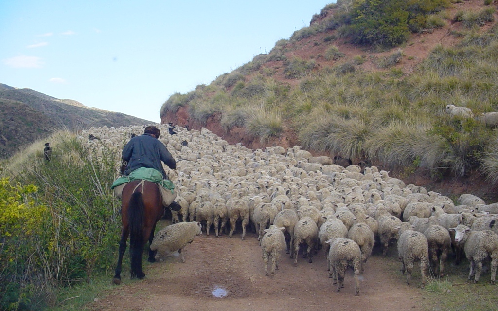 Отара овец. Урочище Жаман-Уй, окрестности плато Ассы. Алматинская  область.